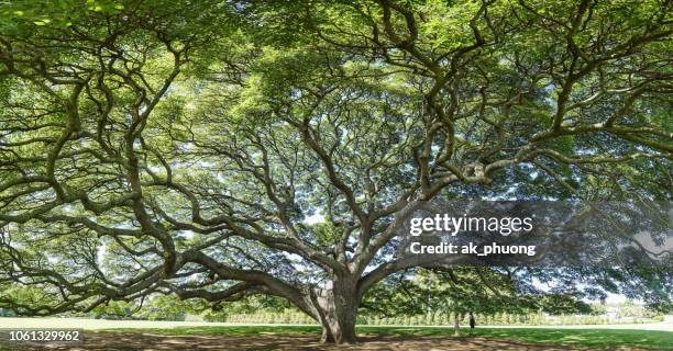 old tree with beautiful branch - eichenwäldchen stock-fotos und bilder