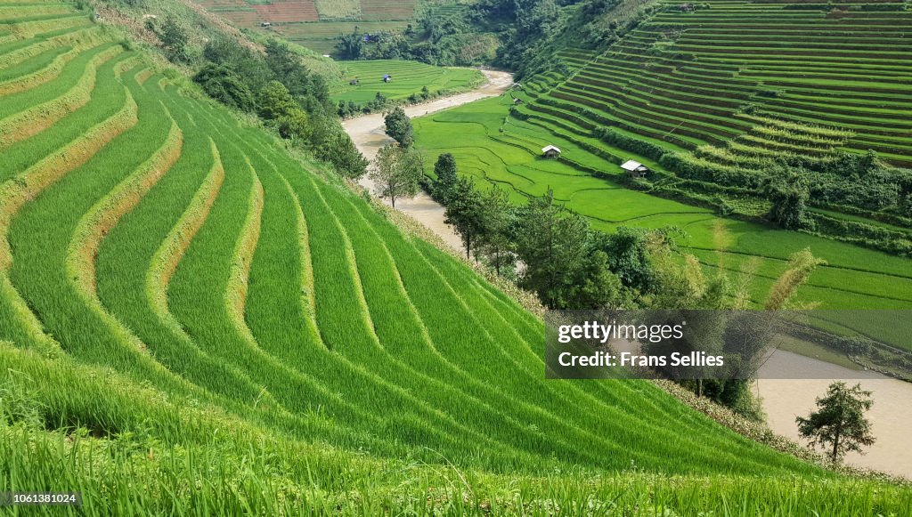 Terraced rice paddy field landscape in northern Vietnam