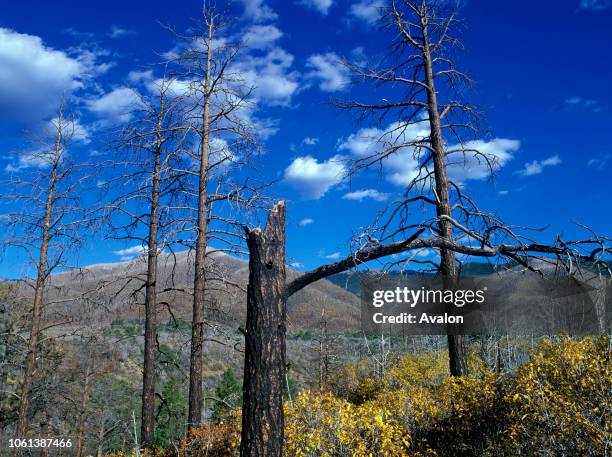 Pinyon Pine Forest Devastated by IPS Beetle Disease Carson National Forest New Mexico USA.