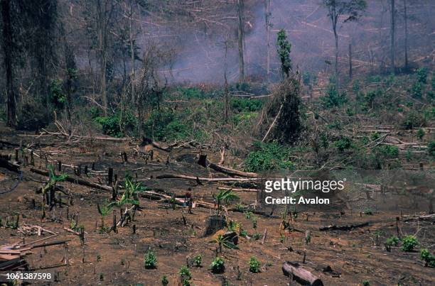 Cleared forest in Central Kalimantan Indonesia Date: .