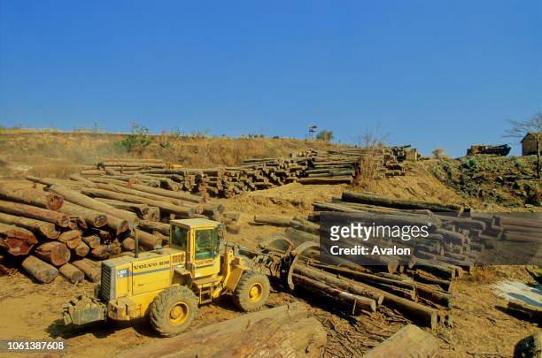 Timber yard with teak wood being readied in Central Myanmar for Export to China Date: .