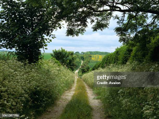 Country lane lined with Cow Parsley Lincolnshire Wolds England.