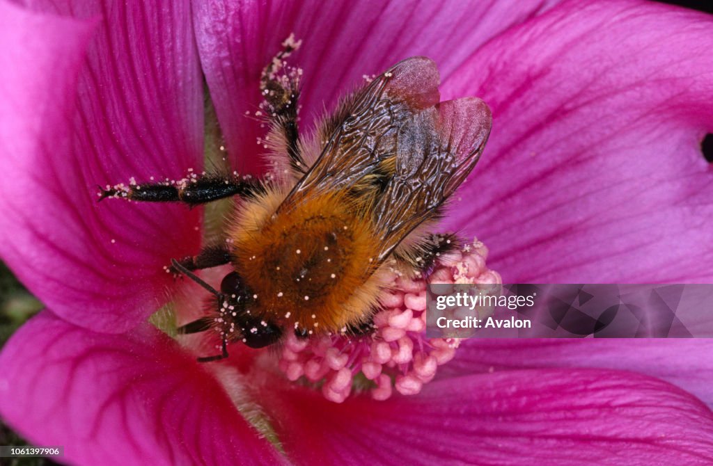 Mallow Bee Bumble Bee feeding on and pollinating mallow. News Photo - Getty Images