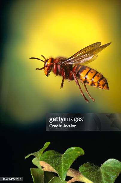 513 Fastest Flying Insect Stock Photos, High-Res Pictures, and Images ...