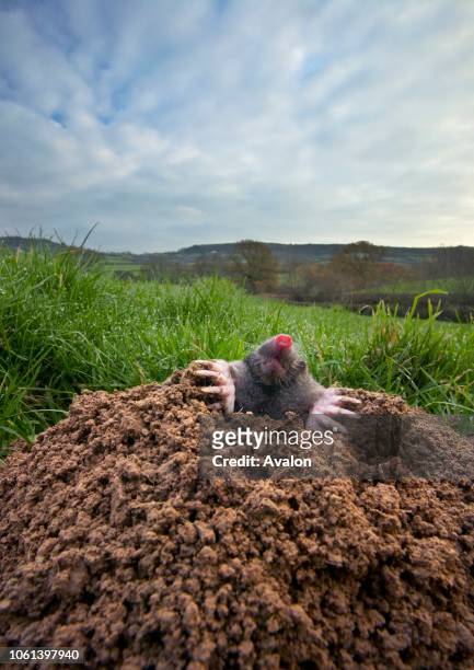 Mole emerging from mole hill in pasture. The Marshwood Vale Dorset England.