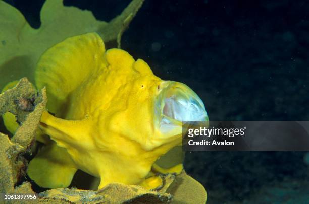 Giant Frogfish Sabah, Borneo Date: .