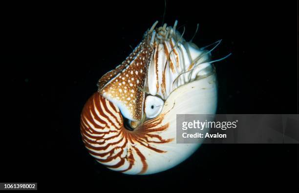 Nautilus Sulawesi, Indonesia Date: .