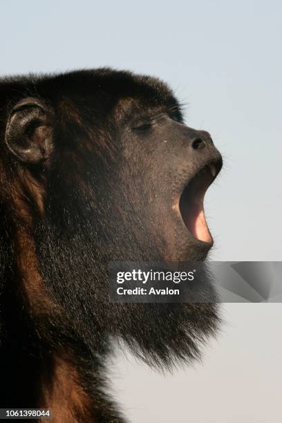 Black howler monkey . Male howling. Brazil..