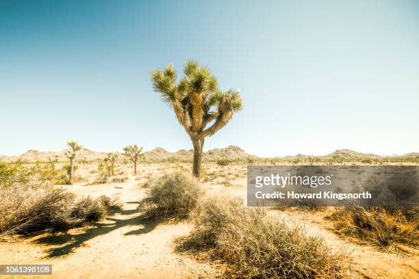 yucca trees in mojave desert, - route 66 stock pictures, royalty-free photos & images