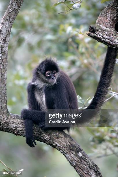 379 fotografias e imagens de Macaco Aranha - Getty Images