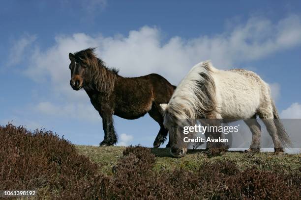 Eriskay pony Hebrides.