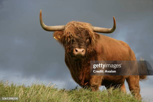 Highland cattle in the Netherlands Bull..