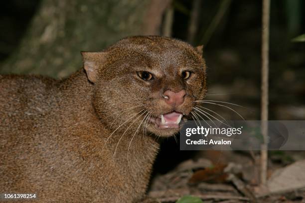 Jaguarundi in Belize..