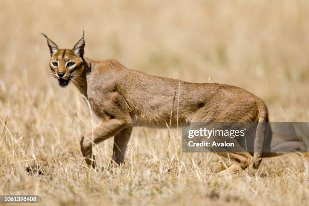 Caracal striding in the wild.