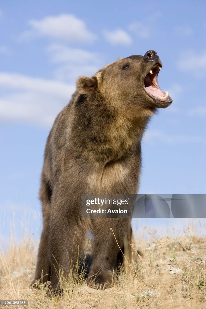 Grizzly bear standing on hind legs USA.
