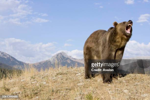 Grizzly bear growling USA.