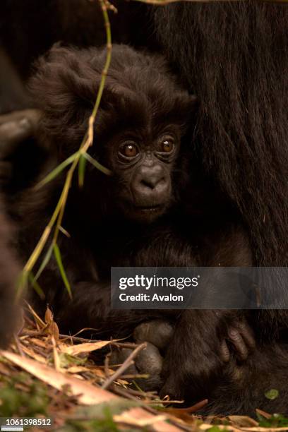 Mountain Gorilla baby of the Susa group. Viruga Mountains Volcanoes National Park Rwanda Central Africa.