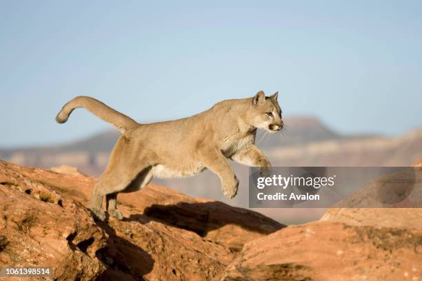 Puma leaping from rock North America.