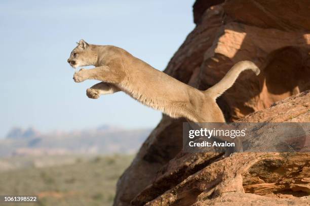 Puma Ravine Cougar Jumping Distance