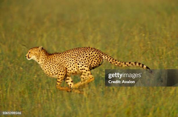 Cheetah running Masia Mara, Kenya Date: .