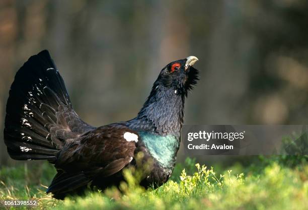 Capercaillie male displaying at Lek site Scotland.