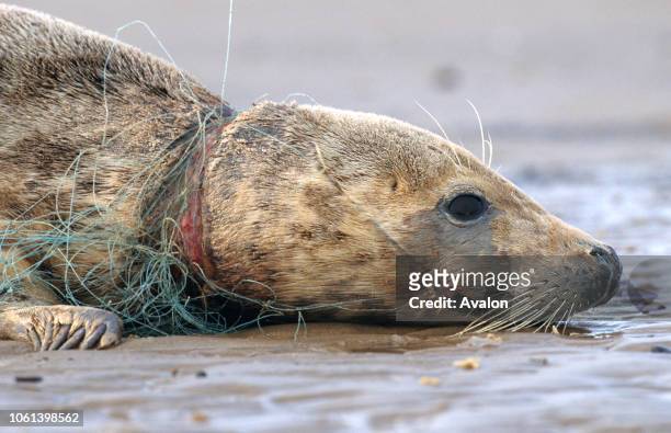 Female Grey Seal caught in fishing net Lincolnshire.