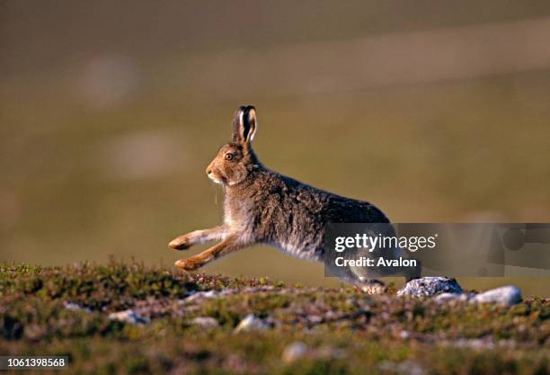 Mountain Hare running in summer coat Scotland.