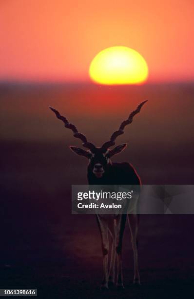 Portrait of Blackbuck in Thar desert Rajasthan India Date: .