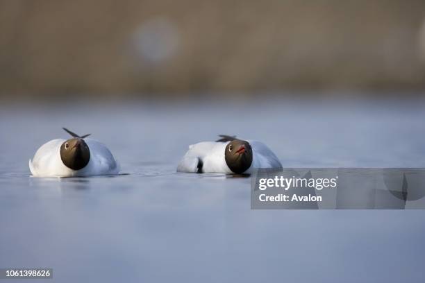 Black-headed gulls displaying, Lake Aardla, Estonia Date: .