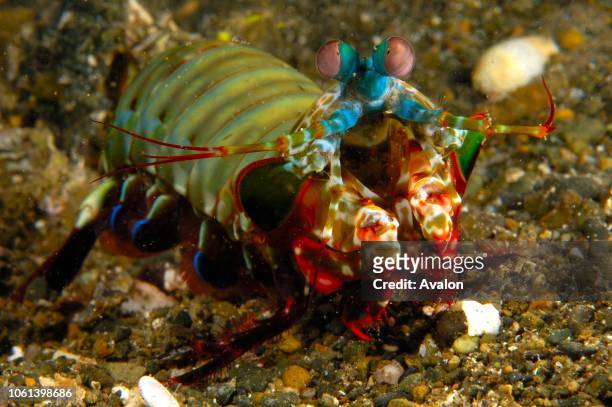 Rainbow mantis shrimp . New Britain Island, Papua New Guinea. Solomon sea. Date: .