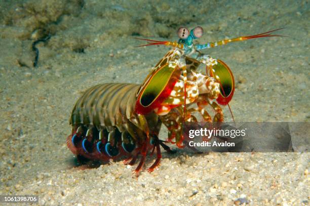Rainbow mantis shrimp . New Britain Island, Papua New Guinea. Solomon sea. Date: .