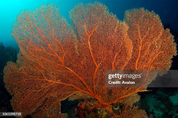 Gorgonian sea fan . New Britain, Papua New Guinea. Solomon Sea. Date: .