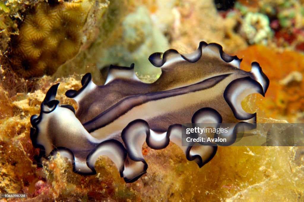 Polyclad flatworm (Pseudobiceros gratus). New Britain Island, Papua New Guinea. Solomon Sea. Date: 23/01/2008.