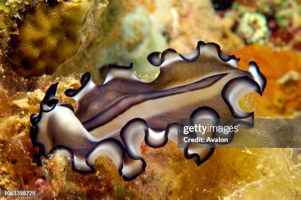 Polyclad flatworm . New Britain Island, Papua New Guinea. Solomon Sea. Date: .