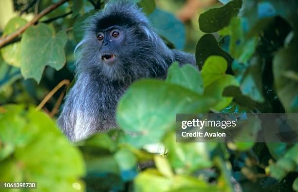 Silver Leaf Monkey Trachypithecus cristatus Bako National Park, Borneo, Malaysia Date: .