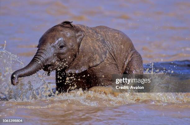 Baby elephant crossing Uaso Nyiero River in Samburu Reserve, Kenya Date: 25.06.08.