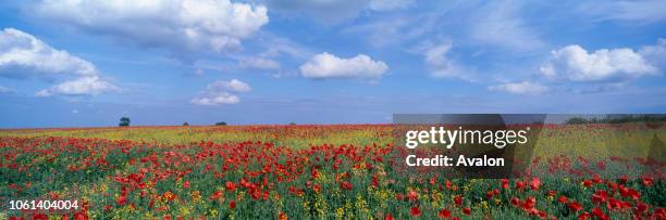 Poppy field with Oil Seed Rape Lincolnshire Wolds Lincolnshire UK.