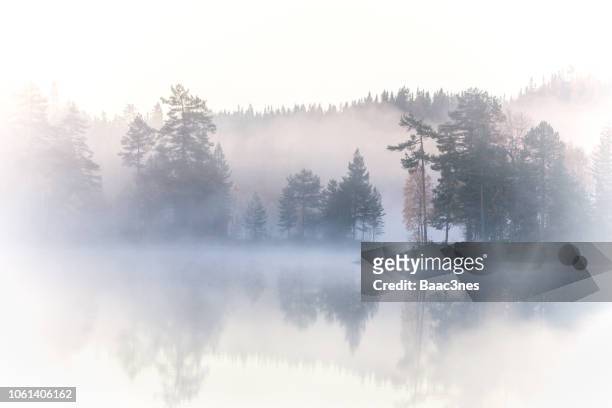 foggy morning - forest in drammen, norway - norway spruce stock pictures, royalty-free photos & images