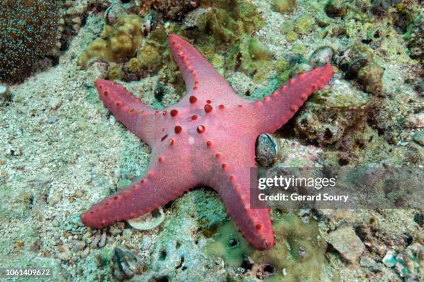 a pink honeycomb starfish on the ocean floor - starfish stock pictures, royalty-free photos & images