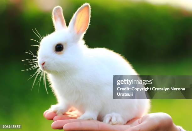 young rabbit on hand - lagomorphs bildbanksfoton och bilder