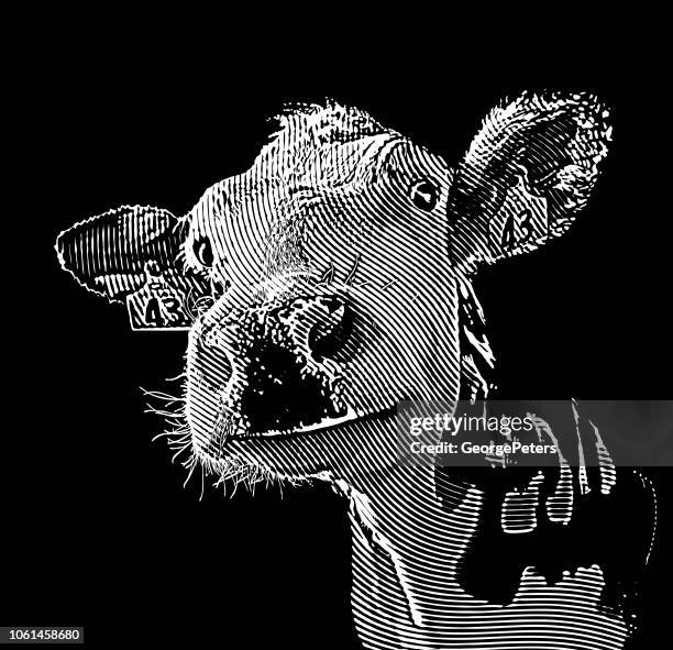 close up of happy smiling cow - holstein friesian cattle stock illustrations