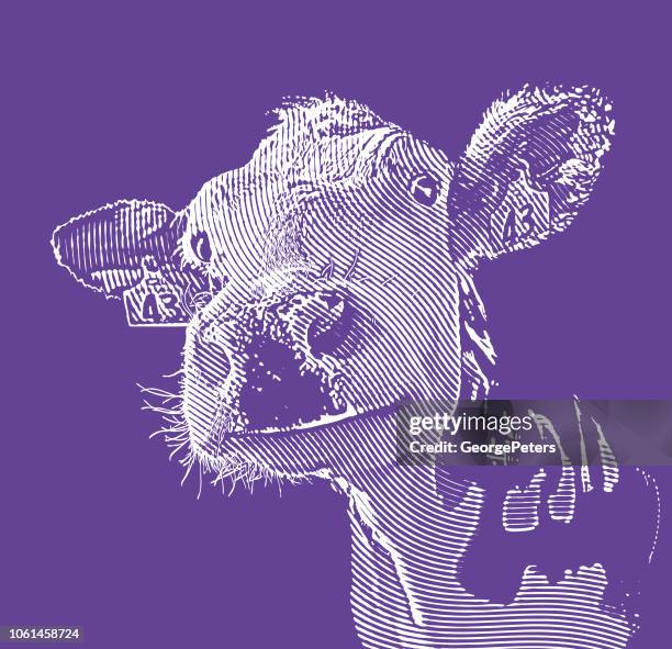 close up of happy smiling cow - holstein friesian cattle stock illustrations
