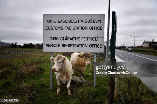 Cows stand beneath a sign for the diused Customs Office along the Irish border on November 14, 2018 in Newry, Northern Ireland. Prime Minister...