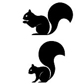 Squirrel icon on white background