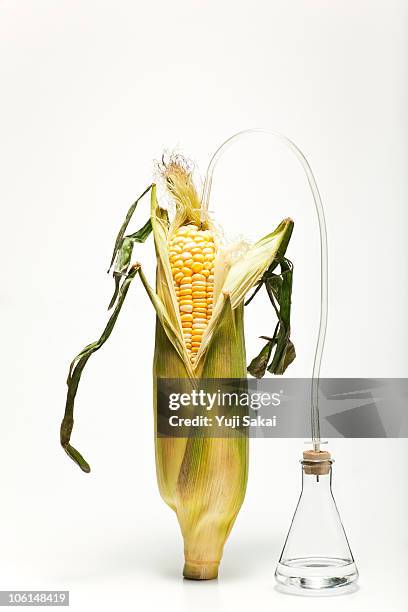 corn& bio fuel - genetic modification 個照片及圖片檔