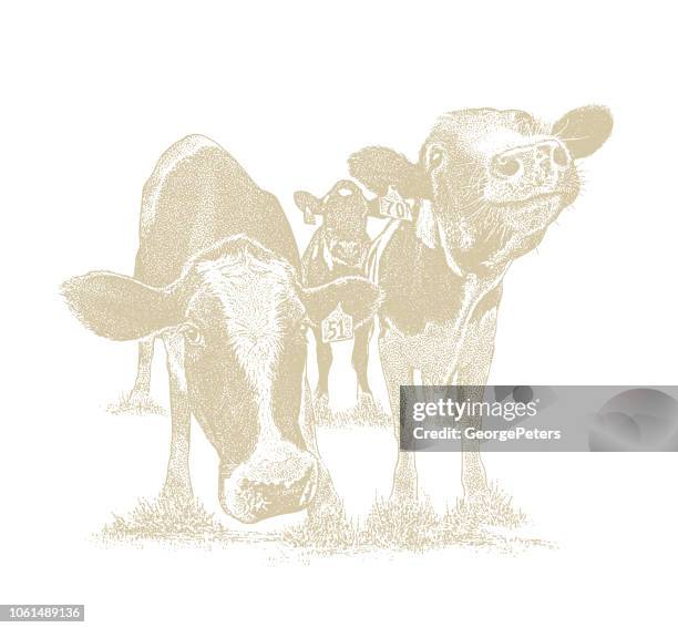 cute cows with funny facial expressions - holstein friesian cattle stock illustrations