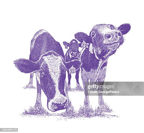 cute cows with funny facial expressions - holstein friesian cattle stock illustrations