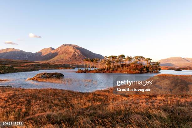 pines eiland, lough derryclare, connemara, ierland - connemara stockfoto's en -beelden