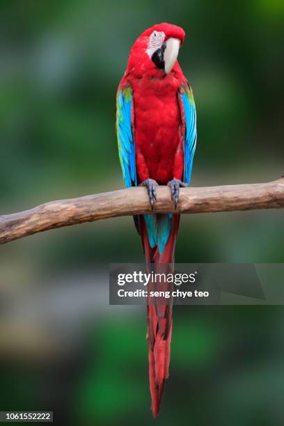 macaw on the branch. - perching stock-fotos und bilder