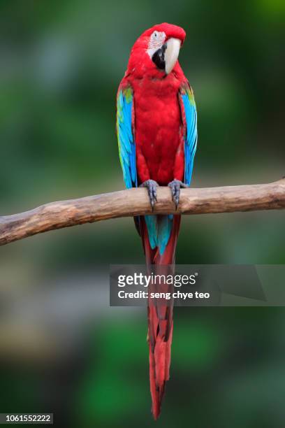macaw on the branch. - uppflugen på en gren bildbanksfoton och bilder